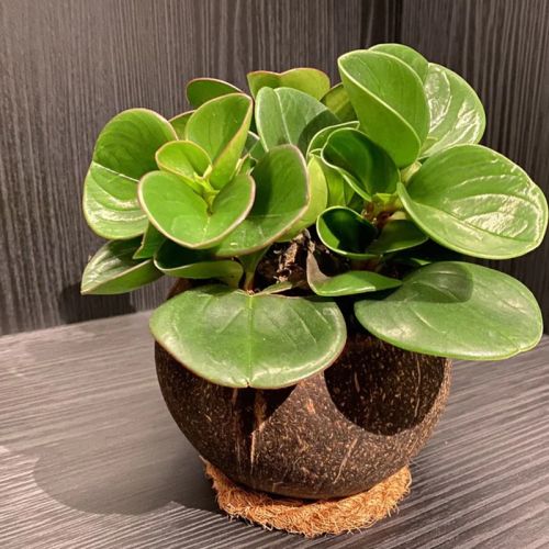 Kokosnødelys - Billede 3